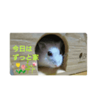 舞鶴弁 ハムスター（個別スタンプ：11）