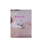 舞鶴弁 ハムスター（個別スタンプ：16）