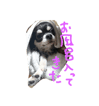 Jango（個別スタンプ：4）