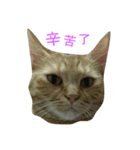 yo-yo see the word（個別スタンプ：4）