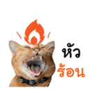 Futoru Cat 3 (Working)（個別スタンプ：16）