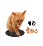 Futoru Cat 3 (Working)（個別スタンプ：34）