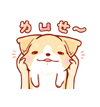 Corgi Dog Kaka - Daily Life vol.2（個別スタンプ：19）