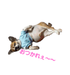 Daily routine of a dog（個別スタンプ：1）