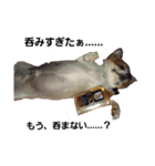 Daily routine of a dog（個別スタンプ：2）