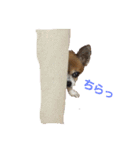 Daily routine of a dog（個別スタンプ：3）