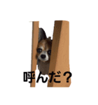 Daily routine of a dog（個別スタンプ：5）