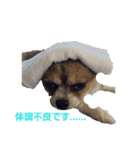 Daily routine of a dog（個別スタンプ：6）