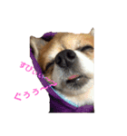 Daily routine of a dog（個別スタンプ：7）