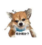 Daily routine of a dog（個別スタンプ：8）