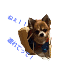 Daily routine of a dog（個別スタンプ：10）