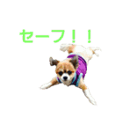 Daily routine of a dog（個別スタンプ：11）