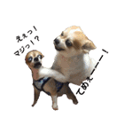 Daily routine of a dog（個別スタンプ：12）