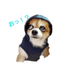 Daily routine of a dog（個別スタンプ：13）