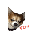 Daily routine of a dog（個別スタンプ：14）