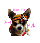 Daily routine of a dog（個別スタンプ：15）