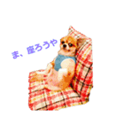 Daily routine of a dog（個別スタンプ：16）