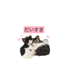うちのにゃんこ！（個別スタンプ：3）