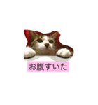 うちのにゃんこ！（個別スタンプ：4）