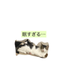 うちのにゃんこ！（個別スタンプ：5）