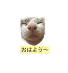 うちのにゃんこ！（個別スタンプ：6）