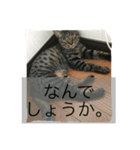 野良猫みぃちゃん（個別スタンプ：1）