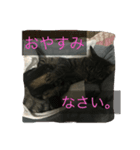 野良猫みぃちゃん（個別スタンプ：5）