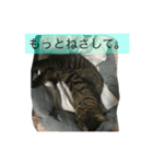 野良猫みぃちゃん（個別スタンプ：8）