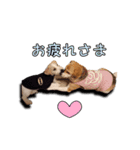 nanocolocre（個別スタンプ：1）