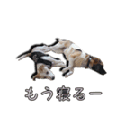 nanocolocre（個別スタンプ：6）