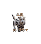 nanocolocre（個別スタンプ：8）