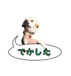 nanocolocre（個別スタンプ：16）
