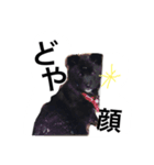 ハルちゃんのスタンプ（個別スタンプ：2）