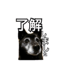 ハルちゃんのスタンプ（個別スタンプ：6）