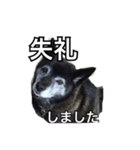 ハルちゃんのスタンプ（個別スタンプ：12）
