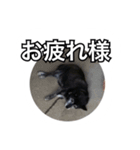 ハルちゃんのスタンプ（個別スタンプ：14）