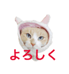 はらぺこにくきゅうスタンプ（個別スタンプ：2）