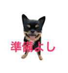 はらぺこにくきゅうスタンプ（個別スタンプ：8）