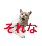 はらぺこにくきゅうスタンプ（個別スタンプ：12）