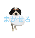 はらぺこにくきゅうスタンプ（個別スタンプ：13）
