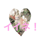 はらぺこにくきゅうスタンプ（個別スタンプ：14）