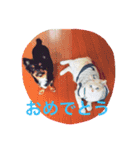 はらぺこにくきゅうスタンプ（個別スタンプ：15）