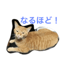 我が家の猫達2（個別スタンプ：1）