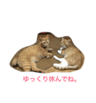 我が家の猫達2（個別スタンプ：2）
