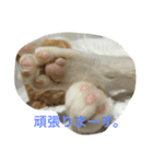我が家の猫達2（個別スタンプ：3）