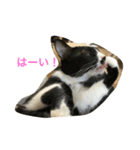 我が家の猫達2（個別スタンプ：4）