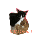 我が家の猫達2（個別スタンプ：5）
