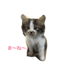 我が家の猫達2（個別スタンプ：7）
