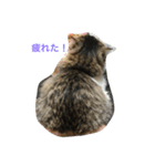 我が家の猫達2（個別スタンプ：8）
