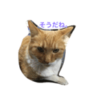 我が家の猫達2（個別スタンプ：9）